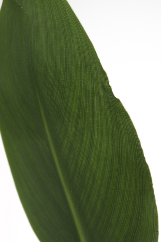 Рослина кімнатна Стреліція 12x40 см