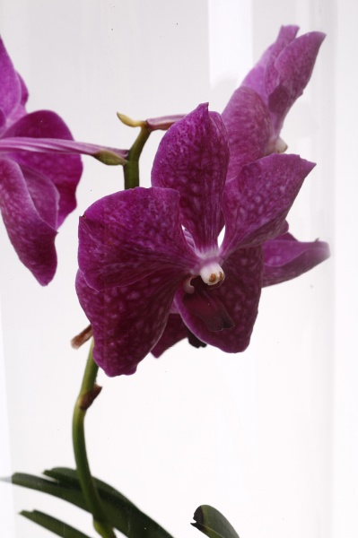 Рослина кімнатна Ванда Мішель 17х70 см мікс у вазі