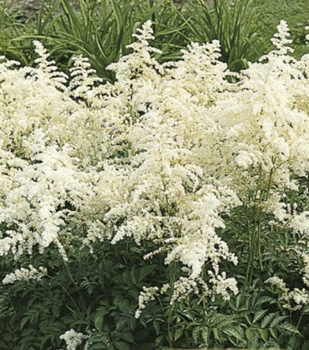 Корневище Яскрава Астильба Brautschleier 1 шт. 