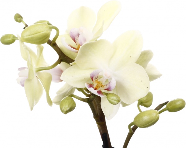 Растение комнатное Фаленопсис мини микс 6х20 см 1 ствол