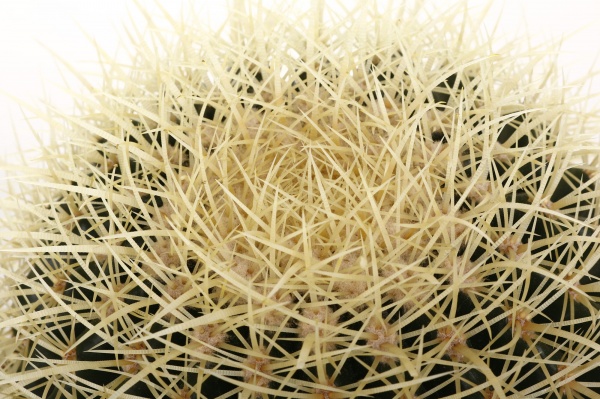 Рослина кімнатна Кактус ехіногрузон 24х25 см