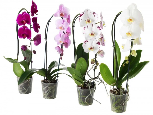 Растение комнатное Орхидея 1рр Каскад d10/h45
