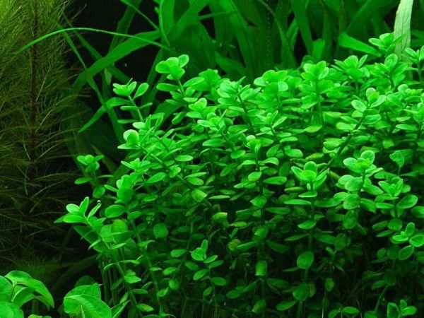 Рослина акваріумна Лотос К Бакопа Монье (Bacopa Monnieri)