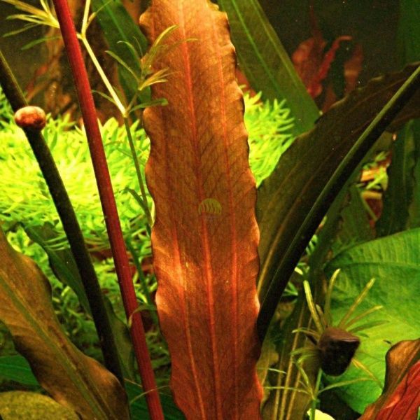 Рослина акваріумна Лотос К Ехінодорус Janii