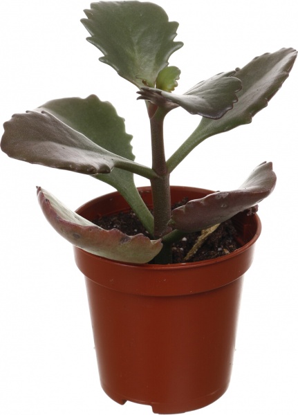 Рослина кімнатна Сукулент мікс 5х8 см