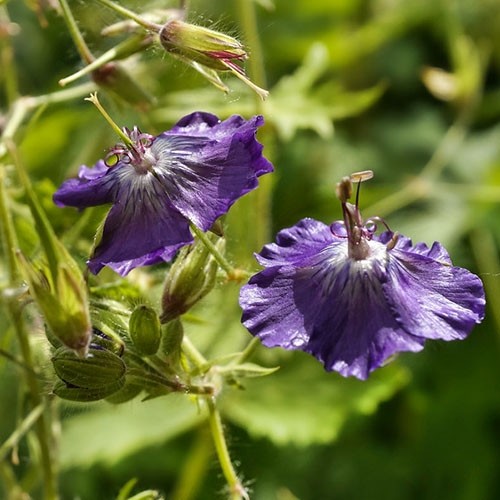 Рослина Герань темна Raven С3