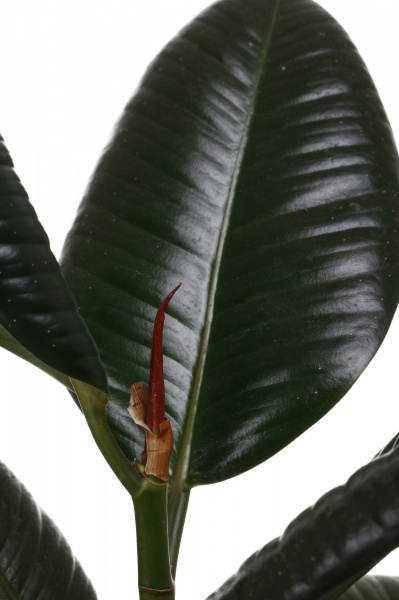 Растение комнатное Фикус elastica Робуста 12/35