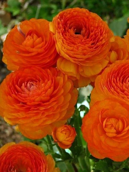 Корнеклубень лютика оранжевого 5 шт. 