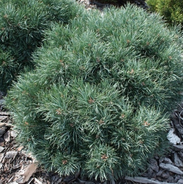 Растение Сосна обычная / Pinus sylvestris Frensham, С12