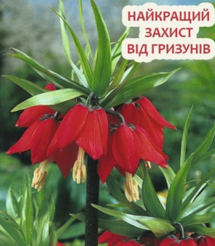 Луковица Яскрава Фритилария (Царськая Корона) Rubra 1 шт. 