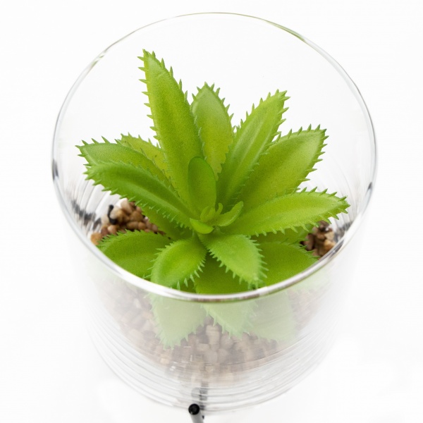 Флорариум Суккулент в стеклянной вазе 190706 10x12 см