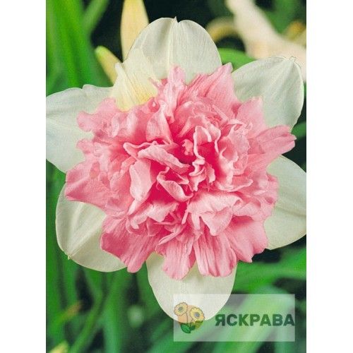 Луковица Яскрава Нарцисс двойной Rosy Cloud 2 шт. 