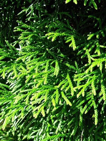 Растение Туя западная Smaragd (V18-F23 h160-180 WRB)