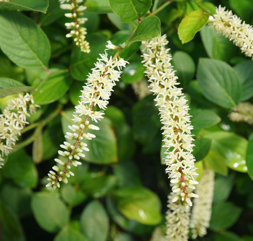 Растение Итея виргинская / Itea virginica С3/Н 30-40