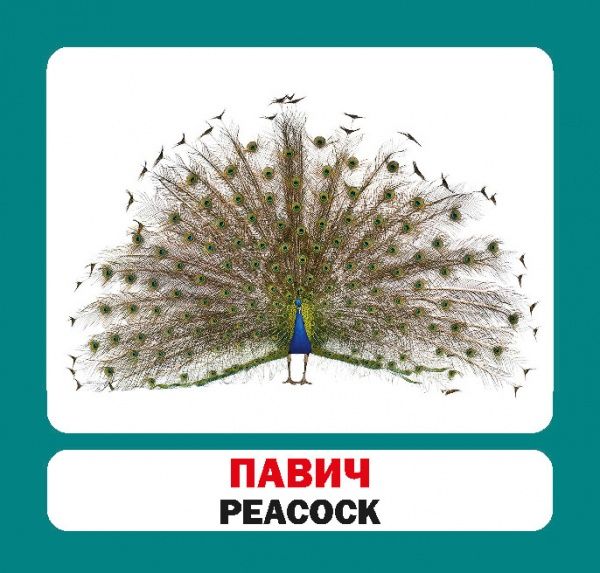 Книга «Навчальний посібник. Птахи. англ-укр» 978-617-736-046-8