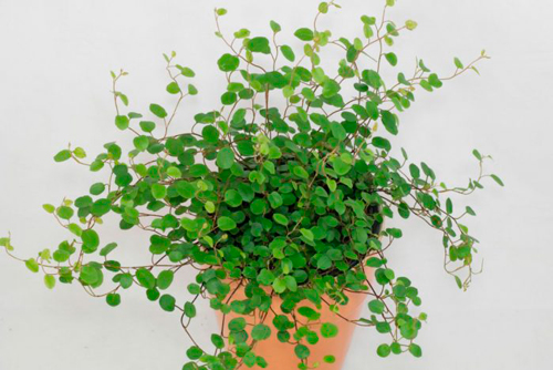 Растение Мюленбекия d12/h14