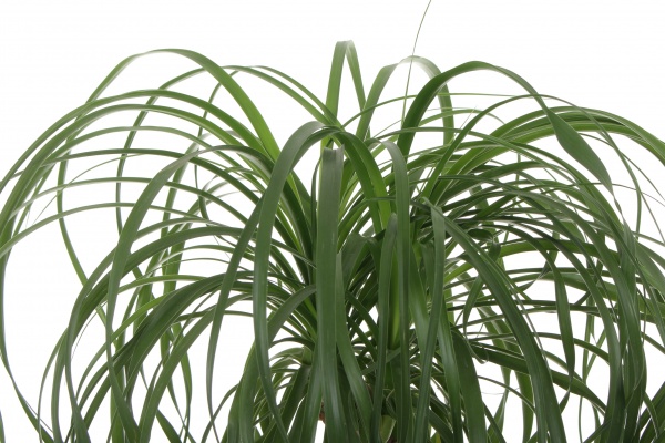 Растение Бокарнея на штамбе 26/100