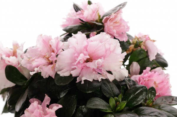 Растение декоративное Рододендрон микс d12/25см