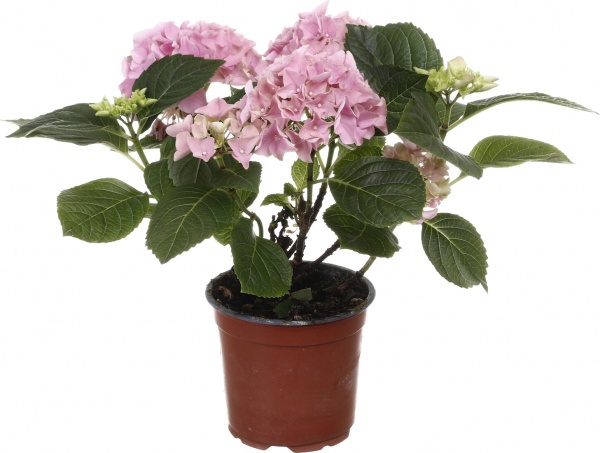 Рослина кімнатна Гортензія макро Мікс 2/3 13/30