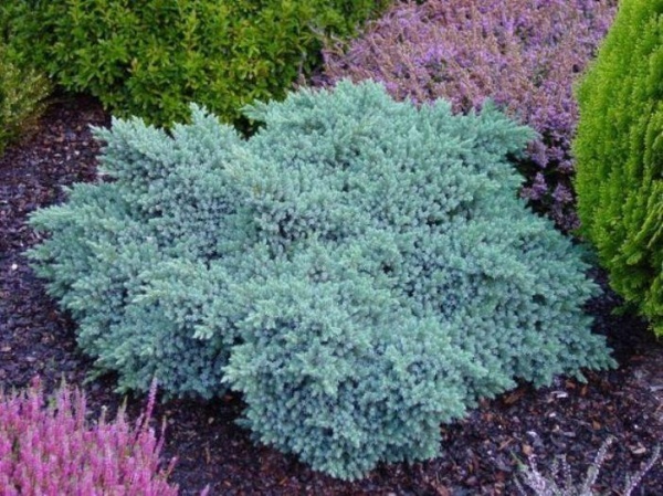 Растение Можжевельник чешуйчатый / Juniperus squamata Blue Star, C20 Ра 60-80