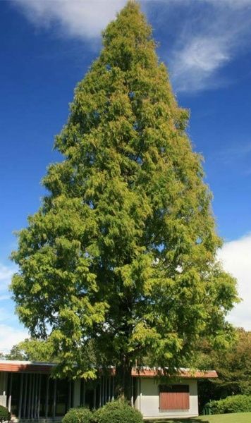 Рослина Метасеквоя розсіченошишкова Metasequoia glyptostroboid es h 270-320 см
