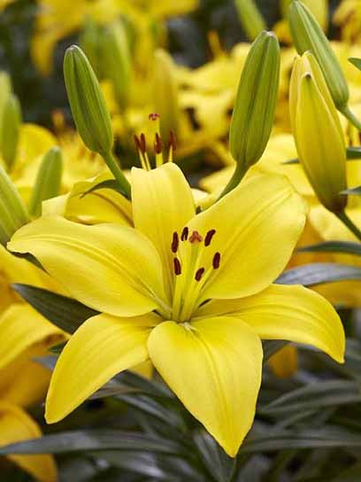 Цибулина лілії ЛА Нашвіл 1 шт. 