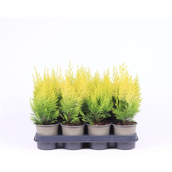 Растение Кипарисовик 11х25-30 laws Ivonne