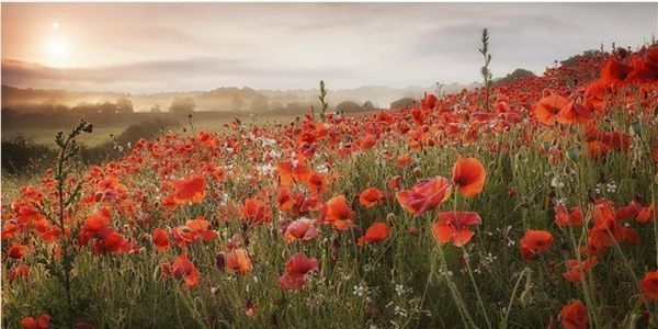 Репродукция Маковое поле 96x48 см i_96x48_00066 