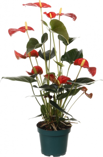 Растение комнатное Антуриум 12/40 оранж