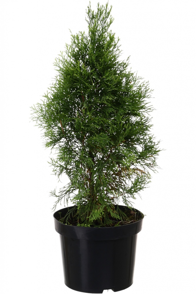 Растение Туя Смарагд Голд С5