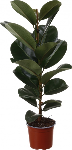 Рослина кімнатна Фікус 21/100 Робуста
