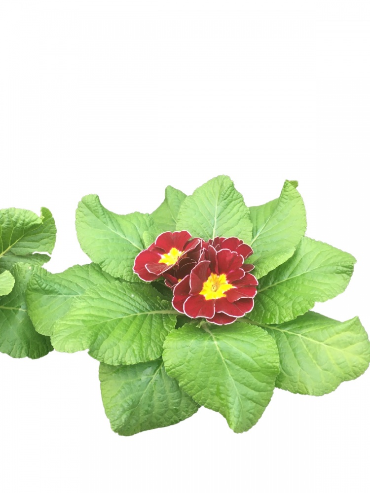 Растение комнатное Примула вульгарис