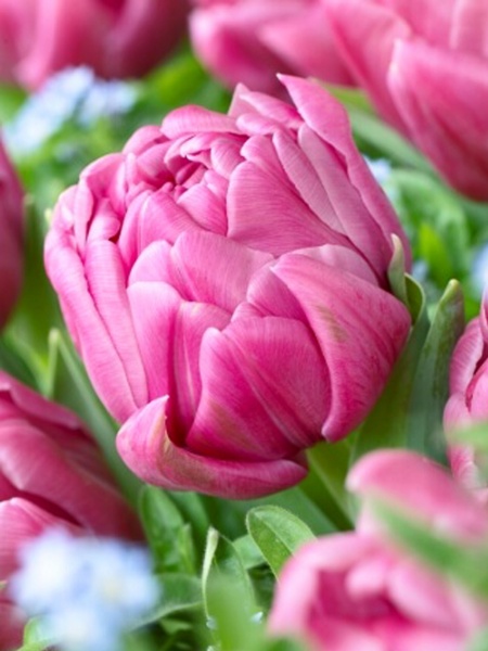 Цибулина TUBERBULB Export B.V. тюльпана повного пізнього Дабл Ю 3 шт. 