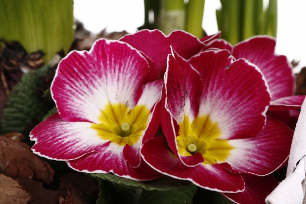 Растение Гиацинт + Примула + Нарцисс 3 овал сердце в корзине