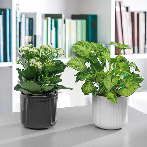 Кашпо керамічне Santino Leon круглий 2,5 л бежевий (O-46-14-J-10-00) 