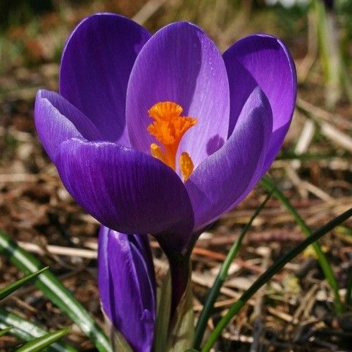 Луковица Крокус Flower record 3 шт. 