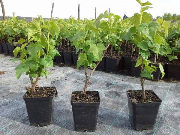 Саженец Брусвяна Малина Брусиловская 0,5 л