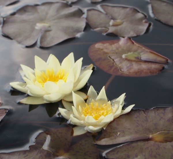 Растение Нимфея Pygmaea Helvola