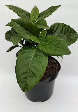 Растение Аукуба Японская Розание/Aucuba jap. 'Rozannie' С3/Н 20-30