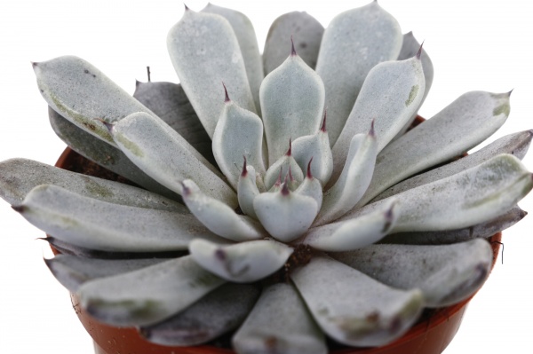 Рослина кімнатна Сукулент 5х8 см