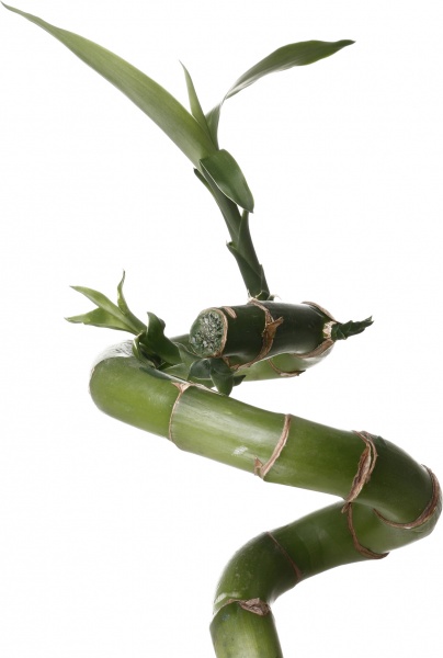 Растение Бамбук 0/90 спираль