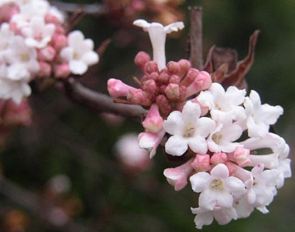 Растение Калина Фаррера/Viburnum farreri С3