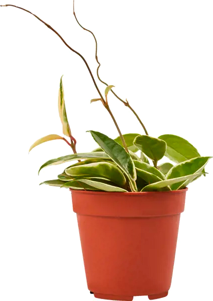 Растение Хойя микс d12/15