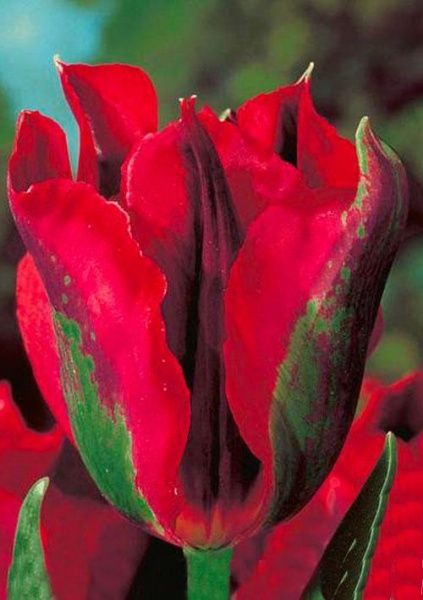 Луковица Яскрава виридифлора Hollywood 3 шт. 