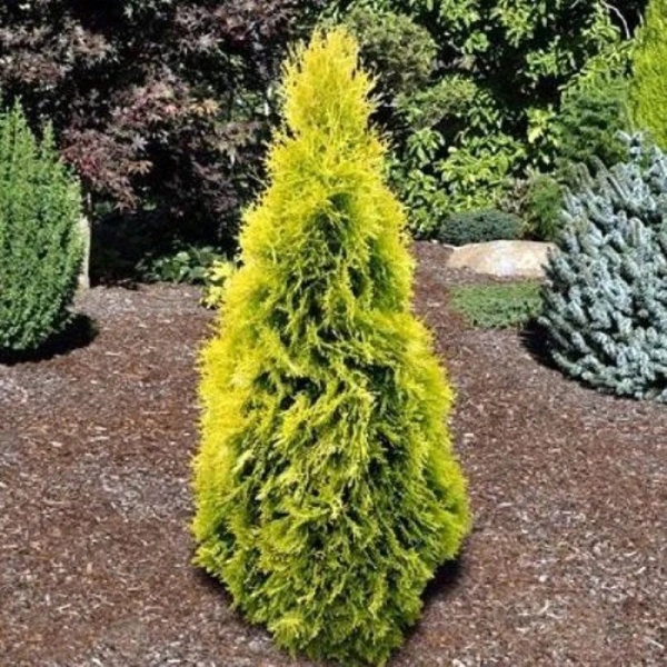 Рослина Туя/ Thuja occidentalis Yellow Ribbon С5, Н20-30