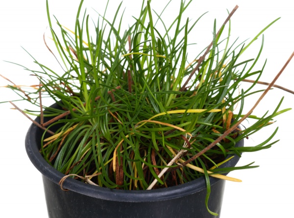 Растение армерия d9