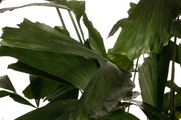 Растение комнатное Кариота 24/140