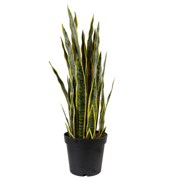 Рослина штучна Sansevieria (DW-12) Engard