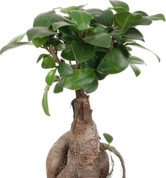 Растение Бонсай-фикус microcarpa Ginseng 15х35 см