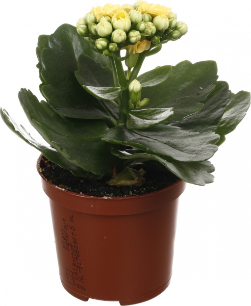 Рослина кімнатна Каланхоє міні мікс 6/10